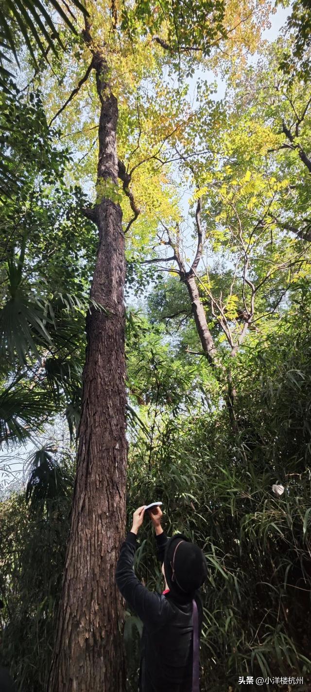 跟随树友们逛中国第一座现代植物园——浙大植物园