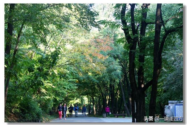 沈阳东陵郊野公园“精灵”出没