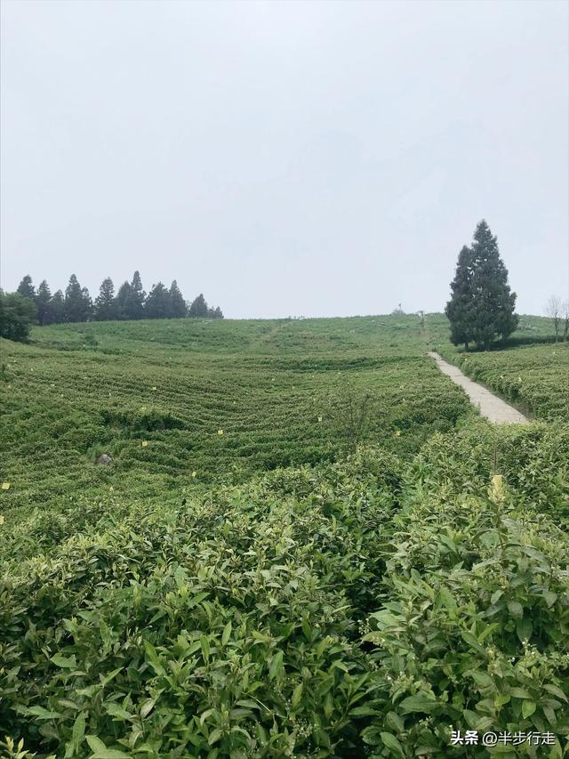 湖南国有林场：石门县白云山林场风光欣赏！