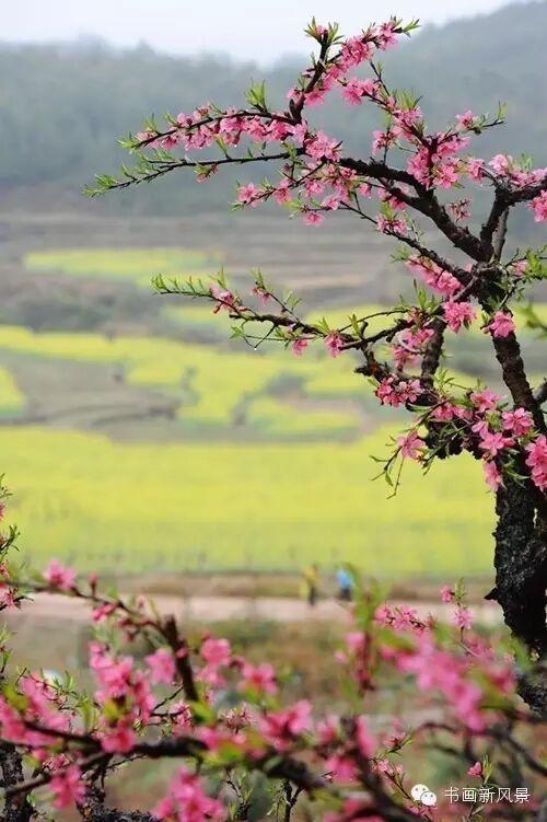 醉是春花烂漫时