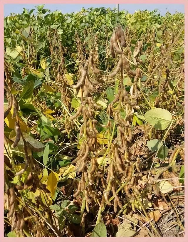 特朗普赚大了，中美刚谈完，巴西、印度传来大消息，有望达成协议