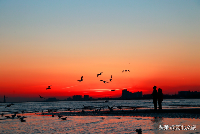 向海而歌,来秦皇岛凭依栈道、看海听涛,与海浪鸥鸟美好时光!