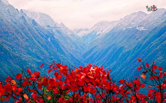万花瞳｜限定版“彩林森林” 这是属于山城的冬日浪漫