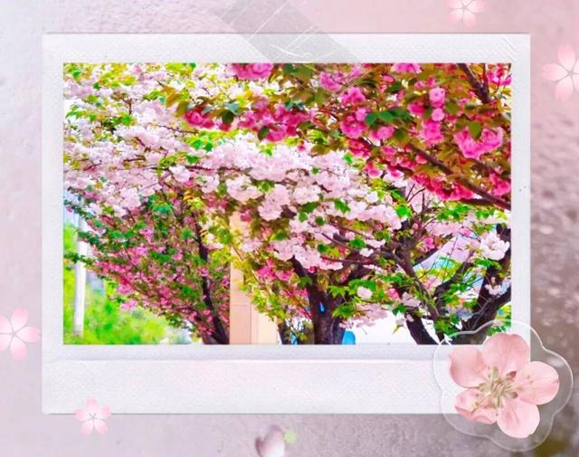 贵阳周边惊现20公里“粉色长廊”，拍照太出片了！人少，还免费~