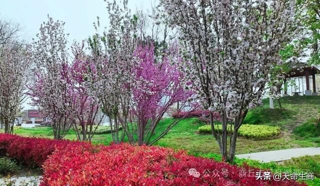 春满日月湖 海棠醉春风——商丘日月湖邀你共赴春日花宴