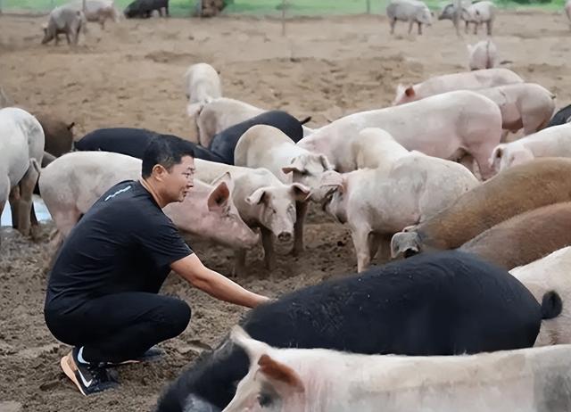 美媒：中国不可怕	，可怕的是中国只用10万头猪，就解决了治沙难题