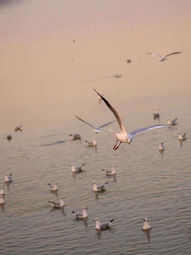 苏州年度限定奇观来了