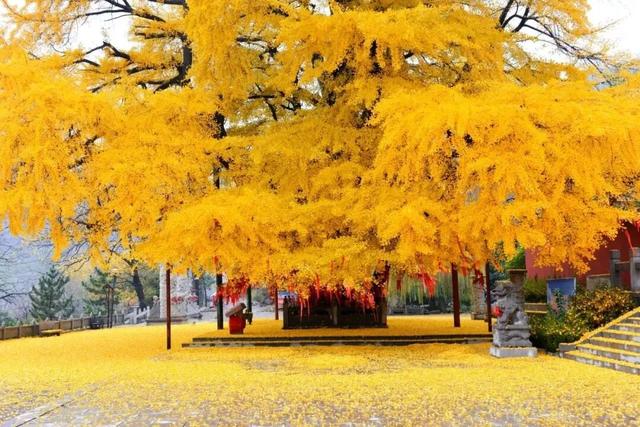 董宇辉力荐山东！潍坊，邀你赴约~