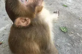 最多超200只！杭州一地大批猴子下山，村民被“偷菜”习以为常图片
