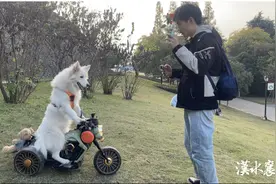 聪明！小狗狗骑电动车变身“网红”图片