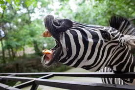 40张抓拍的搞笑瞬间，每一帧都是一个故事图片