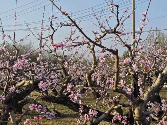 潞州区北董村桃花观赏季4月11日浪漫开集