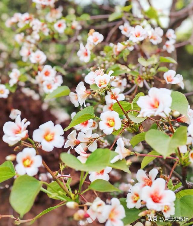 成都最大规模桐子花开了，漫山遍野超级惊艳，太适合现在去旅行！