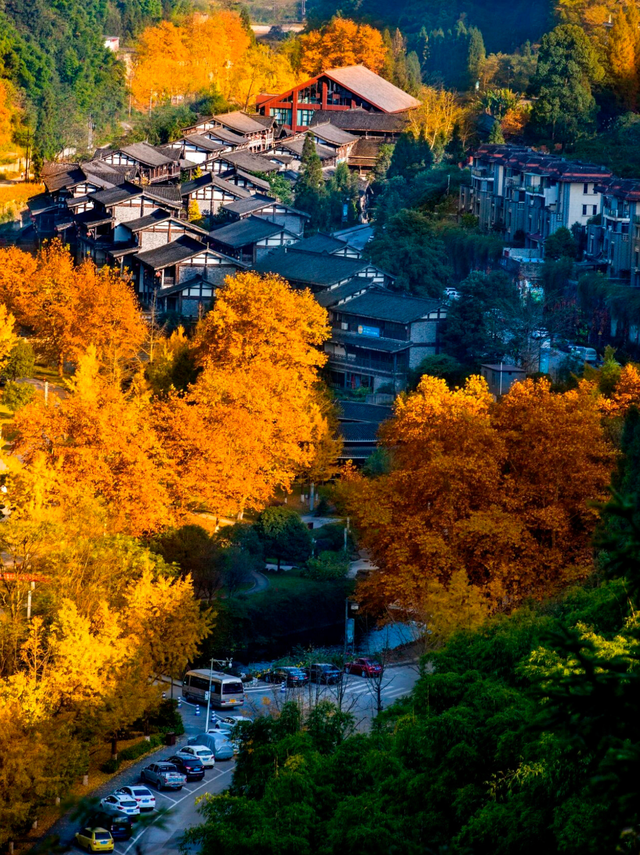 金佛山秋色的含金量，被低估了！🍂