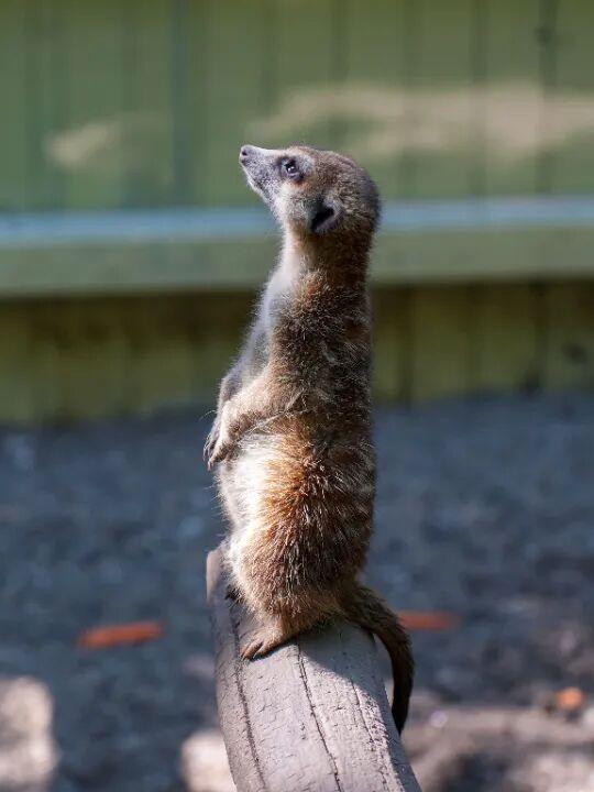 4月18日！开~园~