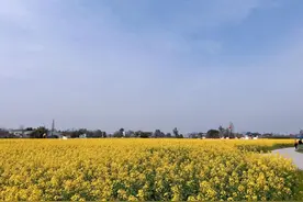 谁才是成都油菜花天花板图片