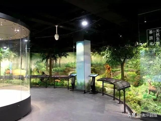 清明不想挤人海？来佛坪邂逅金丝猴、漫步金色花海→