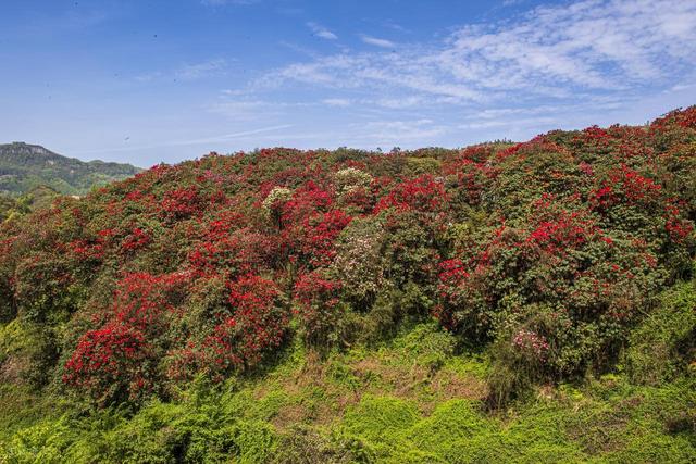 被严重低估的贵州毕节：这100多平方公里的杜鹃，不看真的会后悔