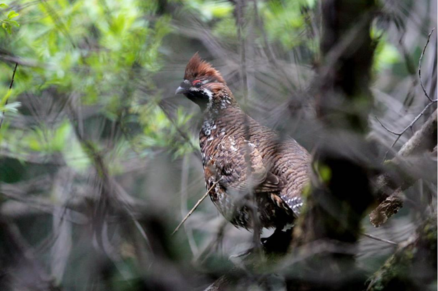 广元不远 周末优选｜不如见一面，顺便玩一圈！清明假期带你玩转唐家河