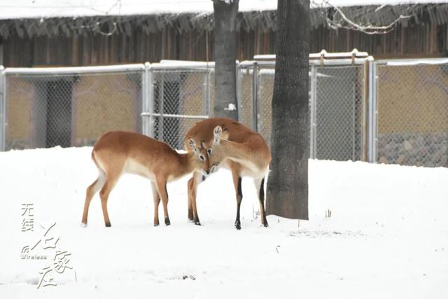 收好这份石家庄“雪景打卡地图”！走起→