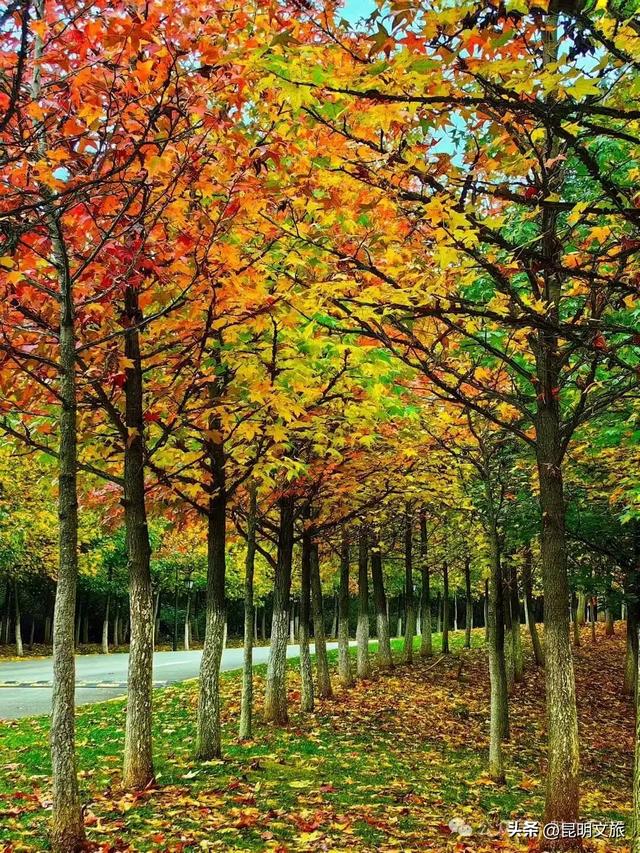 美上央媒!昆明红了!走走走,打卡最美枫景去,超全攻略速收藏→