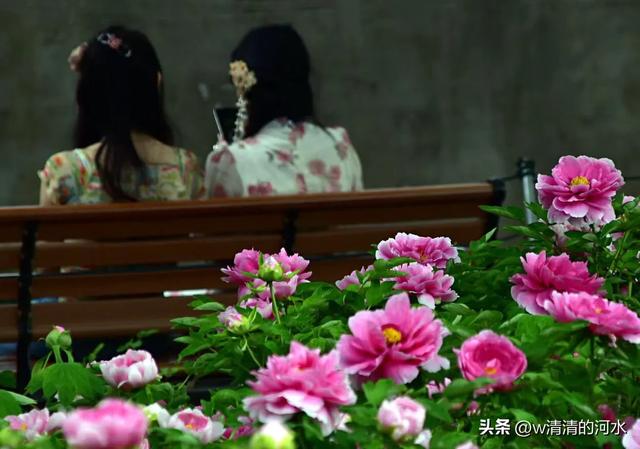 极美洛阳城牡丹迎春吐蕾绽放