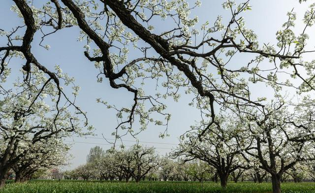 清明小长假，兰州周边撒欢指南！赏花烧烤划船，邂逅甘肃小洱海