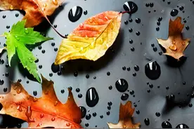 道德经第二章 无为而无不为图片