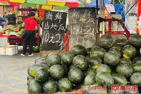 “吃瓜群众”有口福了！南宁本地西瓜陆续上市图片