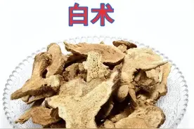 每日学一味中药--白术图片