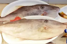 80年代2毛钱一斤的剥皮鱼，一网兜下去十万斤，为何涨到了几十块图片