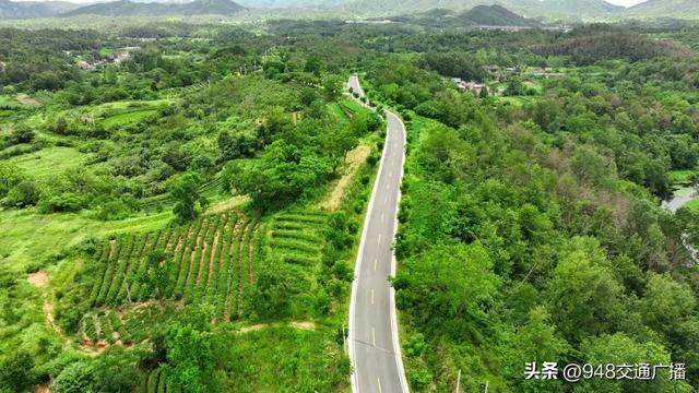 公路“金钥匙”打开大悟“双色”产业宝藏