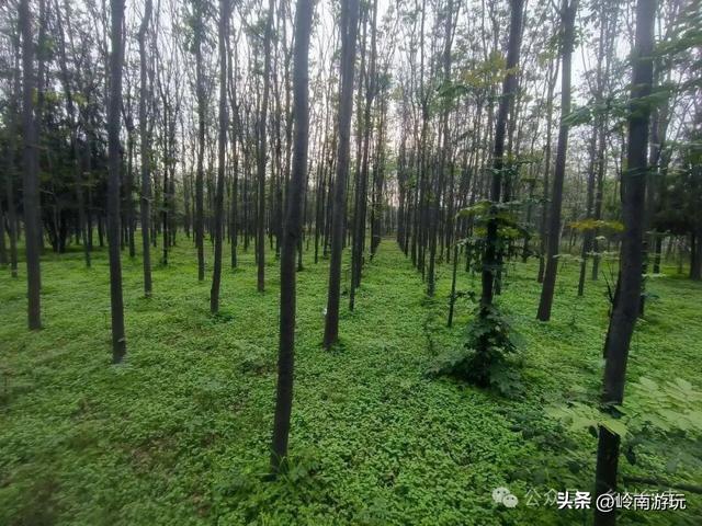 乘上地铁10号线到灞渭桥湿地公园，大片粉黛乱子草等着你打卡！