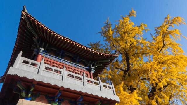 秋日顶流诞生！大鸿寨这棵千年银杏，把秋天染成了金色海洋！