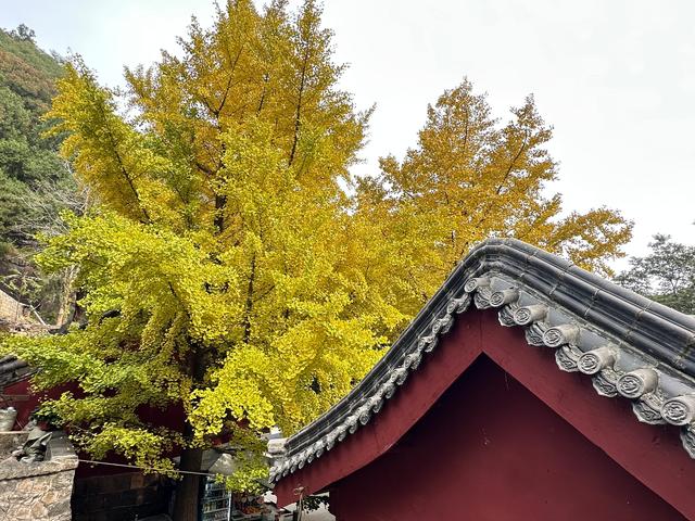 泰山壶天阁银杏披“金衣” 秋日美景引客来