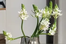女子养的花，已经长成“六亲不认”的样子，网友：莫不是成精了图片