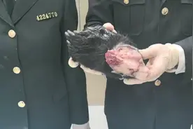 青岛海关查获5只熊掌，4只完整1只剥皮，为何要带到中国？图片