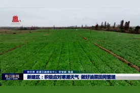 南昌新建区：积极应对寒潮天气 做好油菜田间管理图片