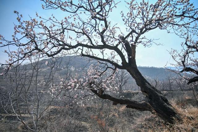 济南杏花已经盛开！这些赏花地又美又出片！