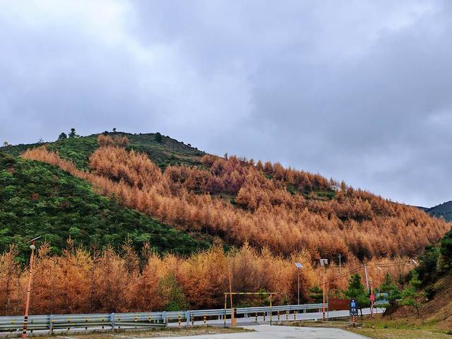 凉山金阳：彩林秘境初冬上线 层林尽染惊艳时光