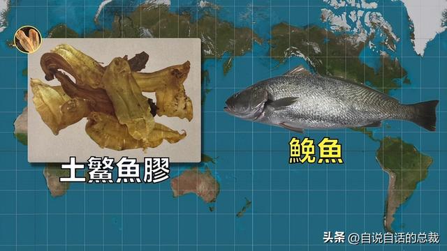 花胶十萬元一斤系什麼胶 2026年一百多一斤的花胶