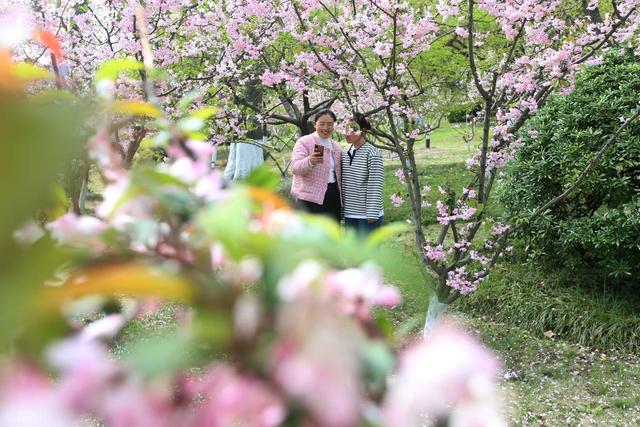 踏青赏花不负春光