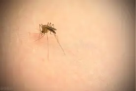 夏季湿热，被蚊虫叮咬，痛痒难耐怎么办？图片