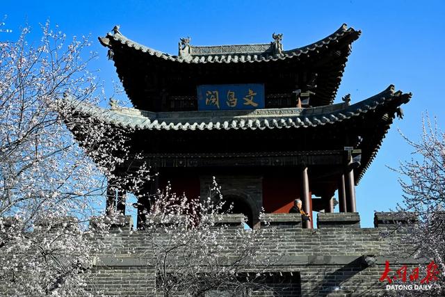 一夜春风花满城,大同古城被装点成浪漫的春日画卷~