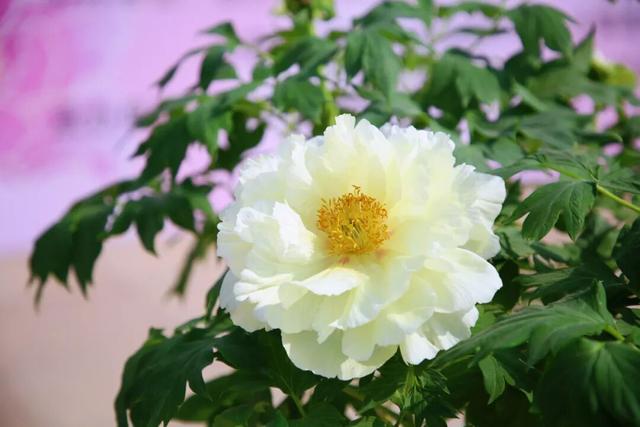 马上开园！临沂这里要火了！