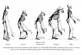 为什么99.9%的动物都有尾巴，人类却没有？科学家有新发现……图片