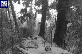 超萌！野生大熊猫幼崽正朝你走来图片