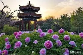 第42届中国洛阳牡丹文化节赏花游园会惠民政策出炉图片