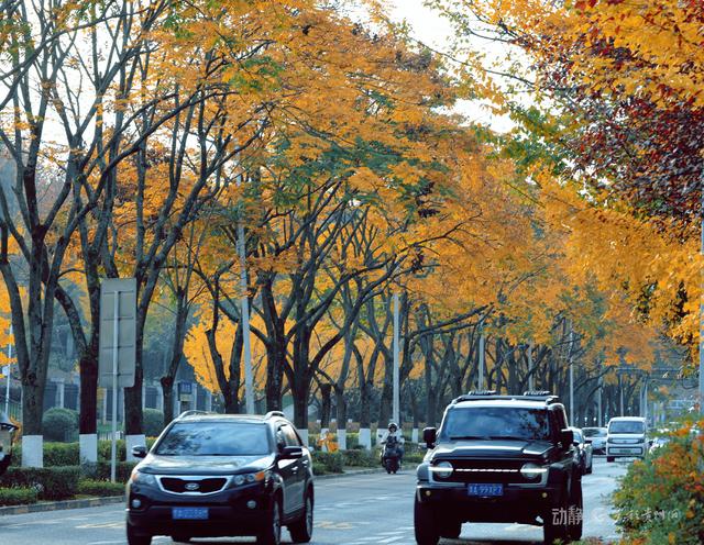 最是银杏橙黄时，打卡贵阳观山湖的冬日暖景