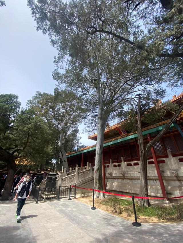 白皮松：才是皇家园林的终极审美